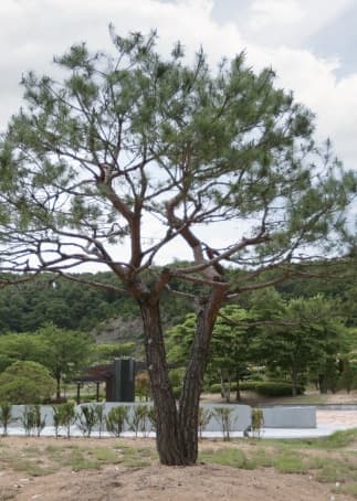 별그리다(별의숲) 사진