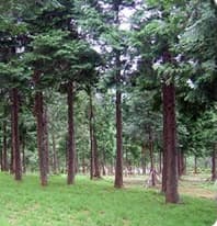 보배숲추모공원(산림조합) 사진