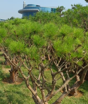 (재)서호추모공원 자연장지 사진